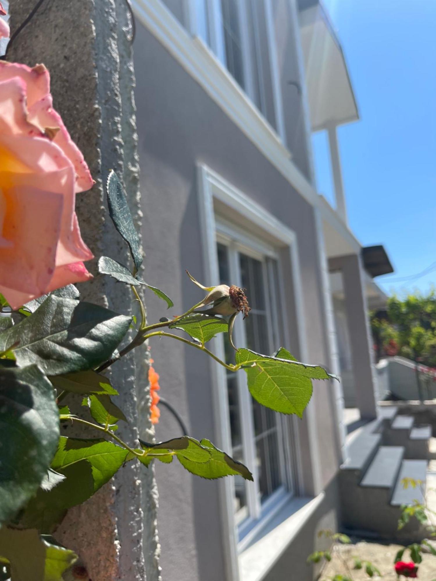 Villa Ajla Durrës Exterior foto
